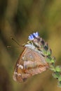 Butterfly - Lesser Purple Emperor (Apatura ilia)