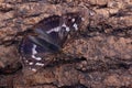 Butterfly - Lesser Purple Emperor (Apatura ilia)