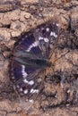 Butterfly - Lesser Purple Emperor (Apatura ilia)