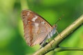 Butterfly - Lesser Purple Emperor (Apatura ilia)