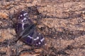 Butterfly - Lesser Purple Emperor (Apatura ilia)