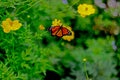 Butterfly life, Barbados Royalty Free Stock Photo