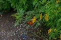 Butterfly life, Barbados Royalty Free Stock Photo