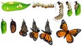 The butterfly life cycle