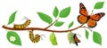 Butterfly life cycle. Cartoon caterpillar insects metamorphosis, eggs, larva, pupa, imago stages vector illustration Royalty Free Stock Photo