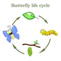 Butterfly life cycle in a cartoon style. Vector illustration.