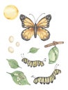 Butterfly Life Cycle Clipart, Watercolor insect Life Cycle Poster, caterpillar, monarch butterfly homeschool card, Learning game,