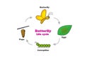 Butterfly life cycle in colorful style, vector
