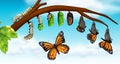 A butterfly life cycle