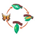 Butterfly life cycle illustration transformation from egg larva pupa cocoon process diagram Royalty Free Stock Photo