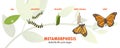 Butterfly life cycle metamorphosis Royalty Free Stock Photo