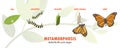 Butterfly life cycle metamorphosis