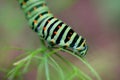 Caterpillar butterfly Royalty Free Stock Photo