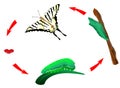 Butterfly life cycle. Metamorphosis. vector Royalty Free Stock Photo