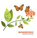 Butterfly life cycle metamorphosis Royalty Free Stock Photo