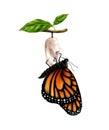 Butterfly Life Cycle Stage Royalty Free Stock Photo