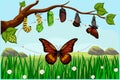 Butterfly life cycle transforma through Egg, Caterpillar, Pupa, Butterfly. Marvelous metamorphosis