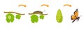 Butterfly life cycle. Transformation of caterpillar from cocoon. Metamorphoses of insects in biology