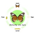 Butterfly life cycle vector for graphic design.