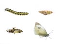 Butterfly Lifecycle Royalty Free Stock Photo