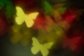 Butterfly light bokeh Background bright colorful night light Royalty Free Stock Photo