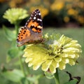 Butterfly with Light Green Zinnia Flower