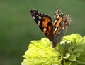 Butterfly with Light Green Zinnia Flower