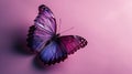 Butterfly on a light pink background