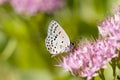 Butterfly with light wings and black spots sitting on a pink flower on a green blurred background Royalty Free Stock Photo