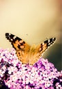 Butterfly on lilac flower