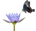 Butterfly and lily flower Royalty Free Stock Photo