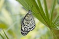 Butterfly on limb Royalty Free Stock Photo