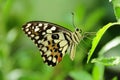 Butterfly on green background.