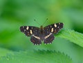 Butterfly limenitis camilla in nature Royalty Free Stock Photo