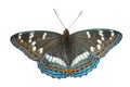 Butterfly (Limenitis populi ussuriensis) 3
