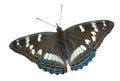 Butterfly (Limenitis populi ussuriensis) 4