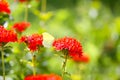 Butterfly Limonite, common brimstone, Gonepteryx rhamni on the Lychnis chalcedonica blooming plant outdoors