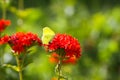 Butterfly Limonite, common brimstone, Gonepteryx rhamni on the Lychnis chalcedonica blooming plant outdoors