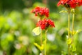 Butterfly Limonite, common brimstone, Gonepteryx rhamni on the Lychnis chalcedonica blooming plant outdoors