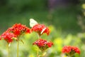 Butterfly Limonite, common brimstone, Gonepteryx rhamni on the Lychnis chalcedonica blooming plant outdoors