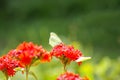 Butterfly Limonite, common brimstone, Gonepteryx rhamni on the Lychnis chalcedonica blooming plant outdoors