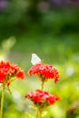 Butterfly Limonite, common brimstone, Gonepteryx rhamni on the Lychnis chalcedonica blooming plant outdoors