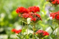 Butterfly Limonite, common brimstone, Gonepteryx rhamni on the Lychnis chalcedonica blooming plant outdoors