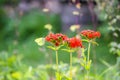 Butterfly Limonite, common brimstone, Gonepteryx rhamni on the Lychnis chalcedonica blooming plant outdoors