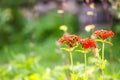 Butterfly Limonite, common brimstone, Gonepteryx rhamni on the Lychnis chalcedonica blooming plant outdoors