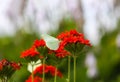 Butterfly Limonite, common brimstone, Gonepteryx rhamni on the Lychnis chalcedonica blooming plant outdoors