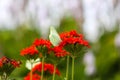 Butterfly Limonite, common brimstone, Gonepteryx rhamni on the Lychnis chalcedonica blooming plant outdoors