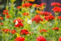 Butterfly Limonite, common brimstone, Gonepteryx rhamni on the Lychnis chalcedonica blooming plant outdoors