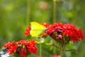 Butterfly Limonite, common brimstone, Gonepteryx rhamni on the Lychnis chalcedonica blooming plant outdoors