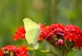 Butterfly Limonite, common brimstone, Gonepteryx rhamni on the Lychnis chalcedonica blooming plant outdoors